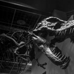 dinosauruswebshop